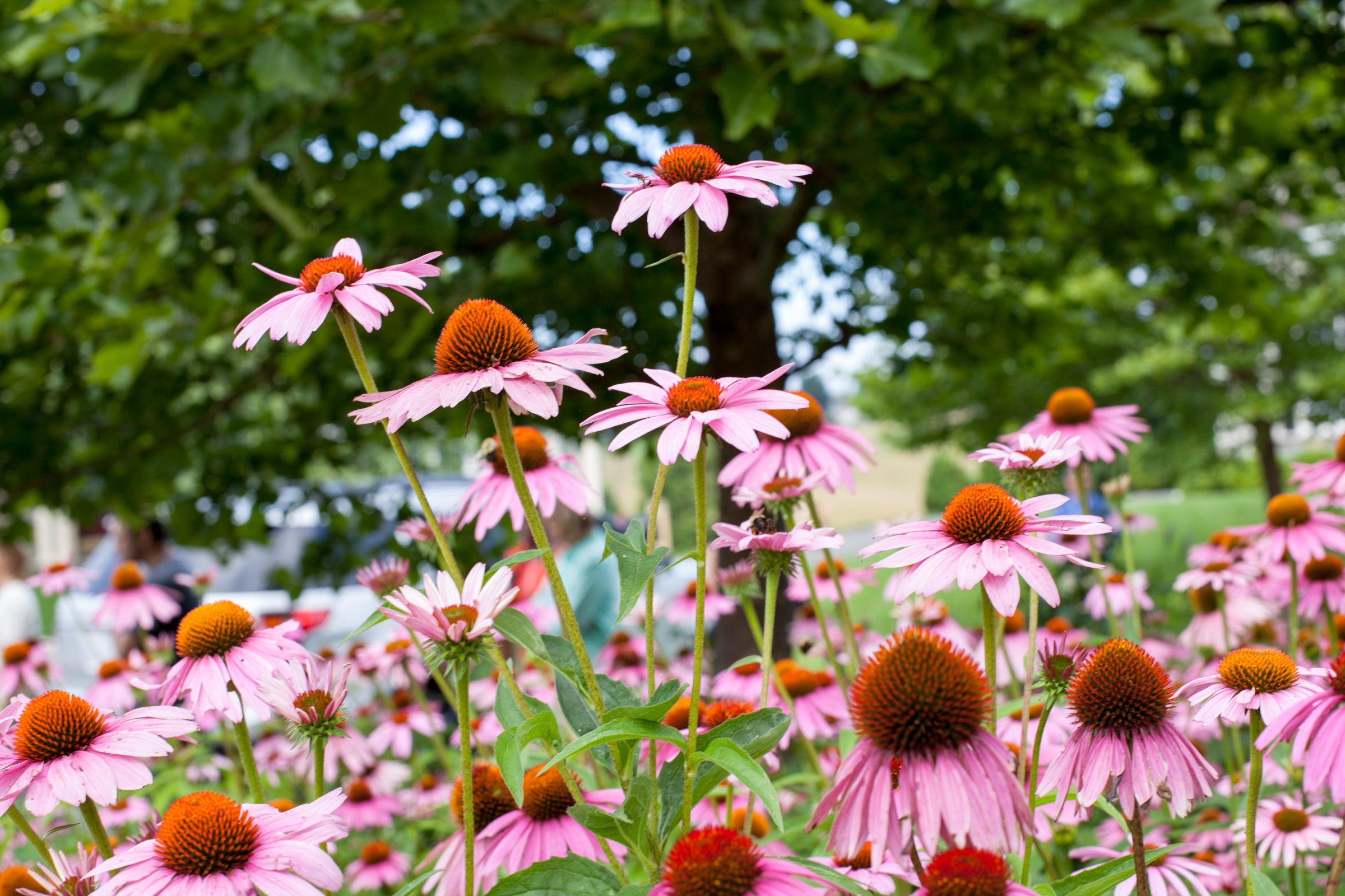 a field of purple flowers
